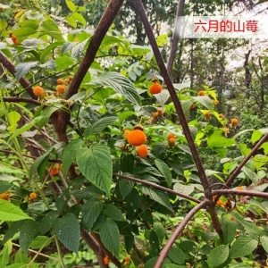 山莓