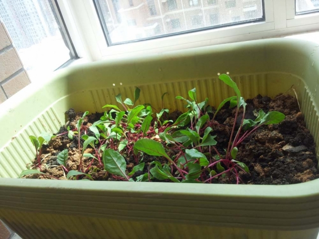 20120825_135623.jpg