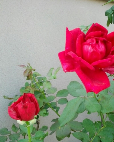 IMG_20120926_161346.jpg