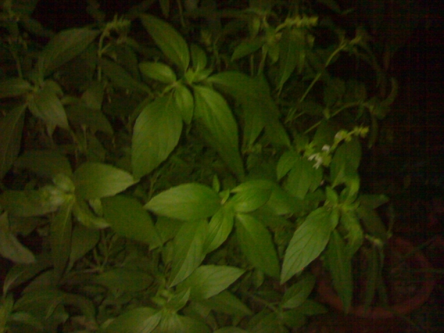 20121027109.jpg