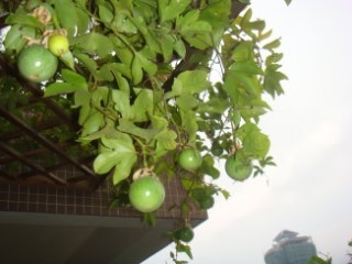 百香果