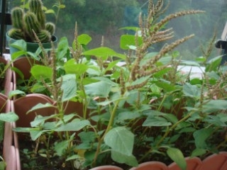 DSC00908_320_240.JPG