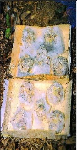 土著菌.jpg